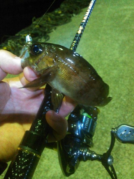 イワシメバルタケちゃん